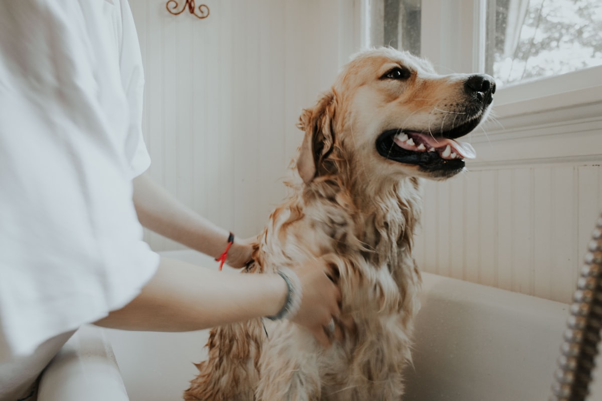 Sage dog paw cleaner cup