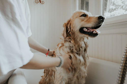 Pet finger toothbrush set