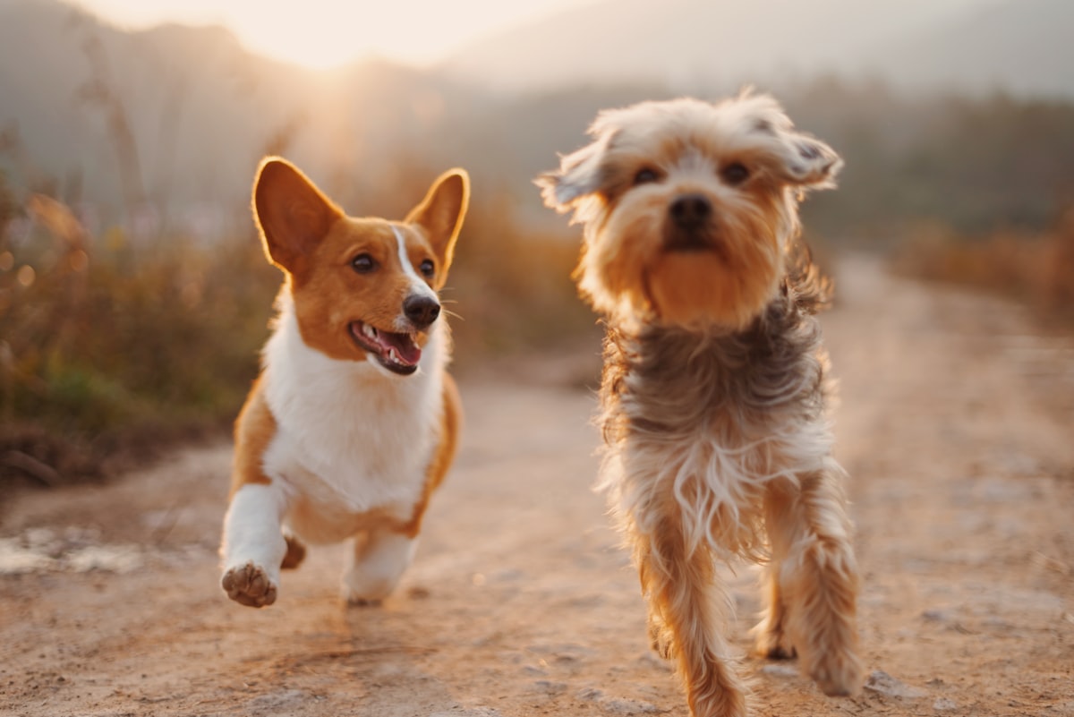 Clay portable pet water bottle