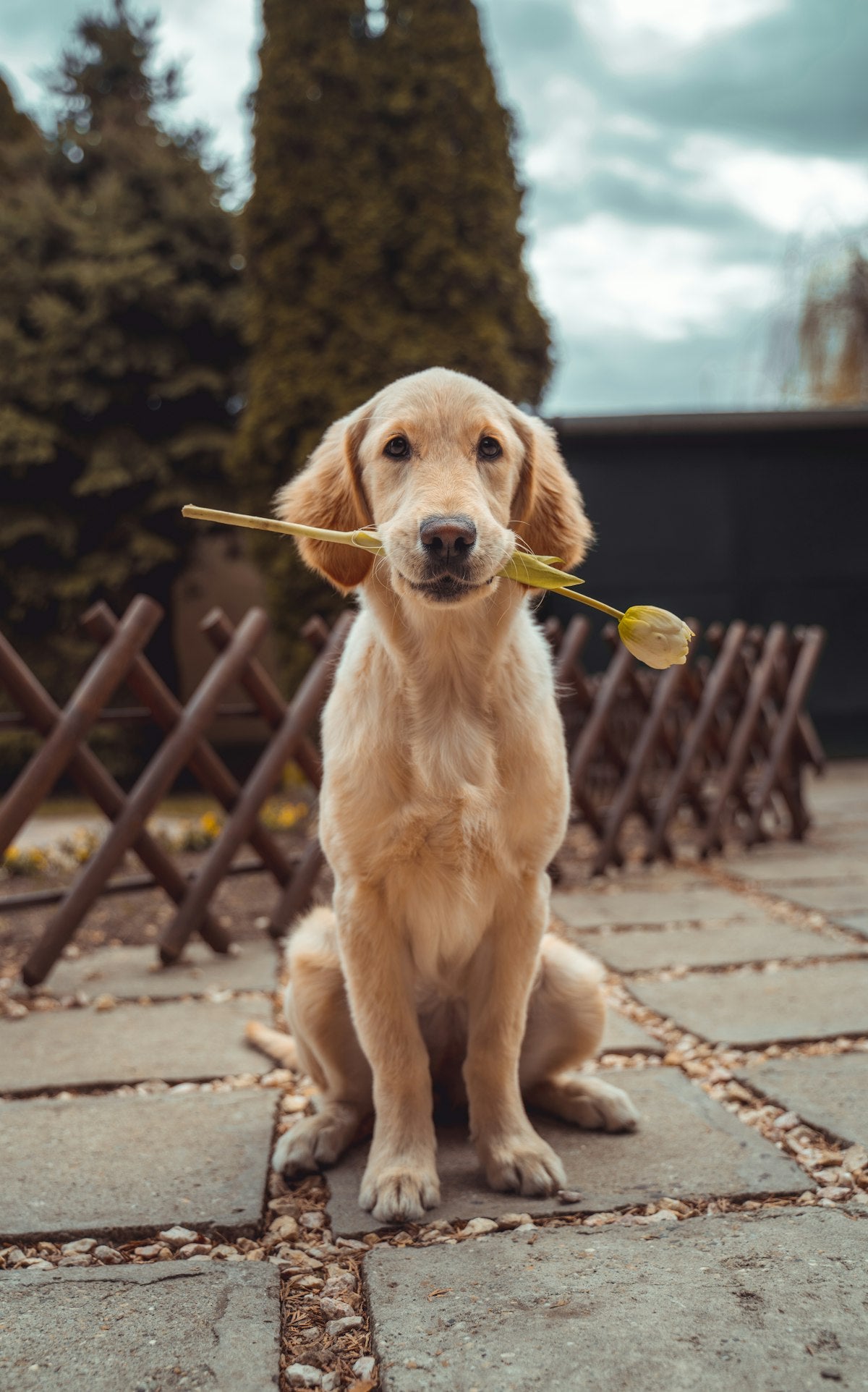 Dog wearing sage no-pull harness